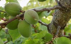 Small fruit trees are very attractive and beautiful garden plants. Great Fruit Trees That Thrive In The Jersey Climate Precision Tree Landscape