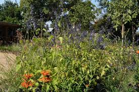 Image result for Coleus hereroensis