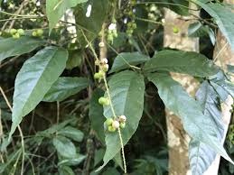 Image result for Allophylus whitei