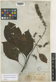 Image result for Hymenodictyon parvifolium