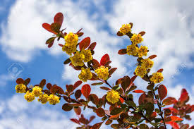 Maybe you would like to learn more about one of these? Branch Of Garden Plant With Small Yellow Flowers And Red Leaves On The Background Of Blue Summer Skies Stock Photo Picture And Royalty Free Image Image 128238616