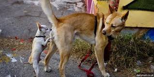 Mimpi ini justru memiliki makna yang sangat baik. Mengapa Anjing Suka Makan Kotorannya Sendiri Halaman All Kompas Com