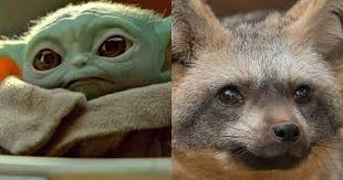 What noise does a baby bat make. Baby Yoda S Cute Voice Created By Kinkajous And Big Eared Foxes Cnet