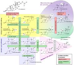 inborn errors of steroid metabolism wikipedia