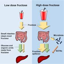 The Small Intestine Converts Dietary Fructose Into Glucose And Organic Acids Sciencedirect