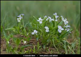 Image result for Rinorea brachypetala