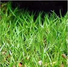 Image result for Mitrasacmopsis