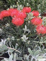 Image result for Leucospermum