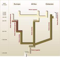 Basierend auf der mittleren mutationsrate beim homo sapiens berechnen die forscher, dass die linien von archaischen erbgut der neandertaler veränderte sich. Neandertaler Wikipedia
