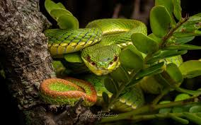 Número de identificação do vídeo 26495351. Bamboo Viper Trimeresurus Albolabris Hongkongsnakeid Com