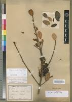 Image result for Oedina