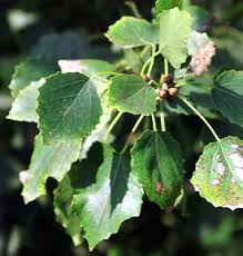 Image result for Populus ×  canescens