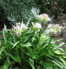 Image result for Crinum asiaticum
