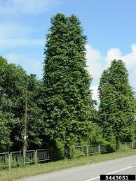 Image result for Gnetum