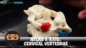 Možná jste ve svých biologických třídách narazili na pojmy atlas a obratle os. Atlas Axis Cervical Vertebrae C1 C2 Anatomy Youtube