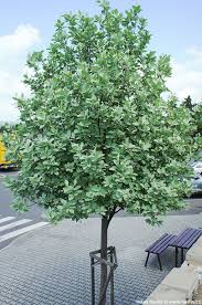 Image result for Aeollanthus subintegrus