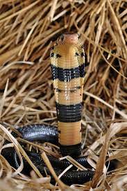 Baby Forest Cobra Snake Venom Beautiful Snakes Snake Lovers