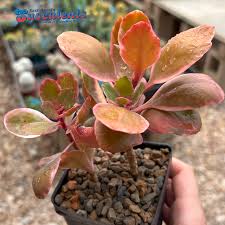 Image result for Kalanchoe blossfeldiana
