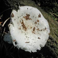 Image result for Russula perlactea