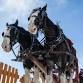 Horse-Drawn Halloween event image