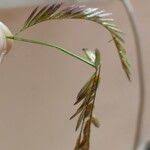 Image result for Acrachne