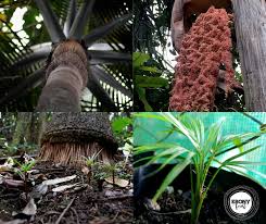 Image result for Acanthophoenix rubra