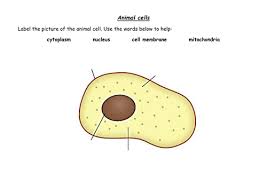 Smooth endoplasmic reticulum, mitochondria, golgi bodies, lysosomes. Labelling Plant Animal Cells Teaching Resources