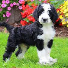 An easy to make homemade dog treat recipe that uses three ingredients you probably already have in your home! Greater Swiss Mountain Poodle Mix Online Shopping