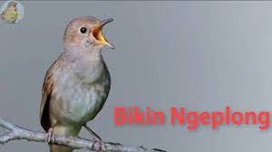 Ukuran kepala besar, panjang dan cepak; Download Lagu Mp3 Burung Plamboyan Mp3 Video Gratis