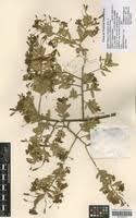 Image result for Maerua triphylla