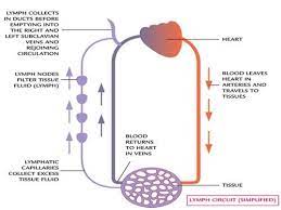 Pin By Marna Albertyn On Lymphatic System Notes In 2021 Lymphatic System Diagram Lymphatic System Lymphatic System Notes