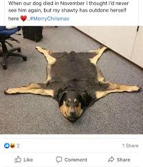 Maybe you would like to learn more about one of these? This Rug Badtaxidermy
