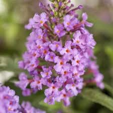 Image result for Buddleja pulchella