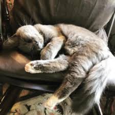 D) the cell will remain the same size because the solution outside the cell is isotonic. Hypo Quizlet