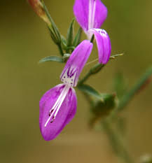 Image result for Dicliptera paniculata