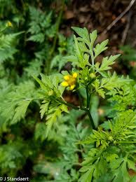 Image result for Bidens bipinnata