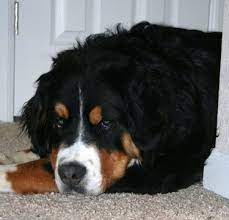 It depends on the organization, but if you adopt your pet through a rescue group or adoption center, the adoption fee will probably be somewhere between $75 and $300. Great Bernese Dog Breed Information And Pictures
