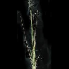 Image result for Eragrostis plurigluma