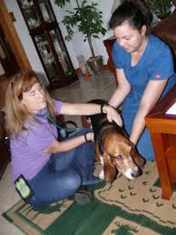 Maybe you would like to learn more about one of these? Q A This Vet Makes House Calls