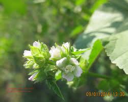 Image result for Malva verticillata