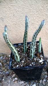 Cleistocactus strausii has a green stem that looks silvery grey because of the short, whitish spines that completely cover make sure the crown of the cactus does not sit below the surrounding soil surface. 220 My Cacti And Succulents Ideas Cacti And Succulents Succulents Planting Succulents