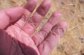 Image result for Stipagrostis uniplumis