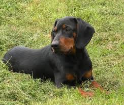 American Black And Tan Coonhound Rescue Inc Slovensky Kopov Slovensky Kopov Slovakian Slovak Hound Or Black Forest Hound Dog Coonhound Coonhound Puppy Dog Breeds