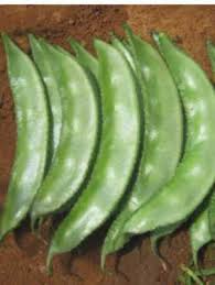 Image result for Dolichos