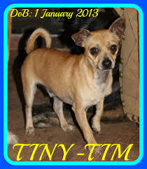 Maybe you would like to learn more about one of these? Pin On Dogs For Adoption