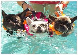 To better understand whether french bulldogs will enjoy swimming or not, we surveyed the popular frenchie subreddit and other dog forums to ask this question. French Bulldogs Swimming French Bulldog Bulldog Puppies