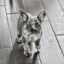 We did not find results for: French Bulldog Puppies California