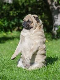 Puglarda Seker Hastaligi Komik Kopek Resimleri Ev Kopekleri Ve Pug Kopekler