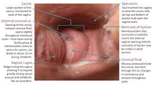 Both vaginas and sharks contain an organic lubricant called squalene, and it's found in shark livers, author derek vasconi reminds us. Erin S Tumblr Yoursocialconstructsareshowing Yellow Alien