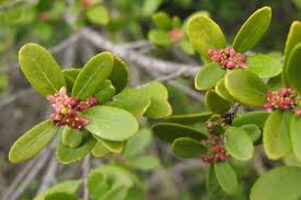 Image result for Clutia paxii